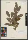 Foto von Salix appendiculata Vill.